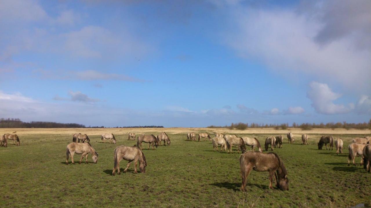 Wad Else Villa Lauwersoog Eksteriør bilde